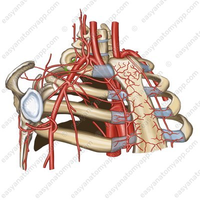 Первая задняя межреберная артерия (arteriae intercostales posteriores prima)